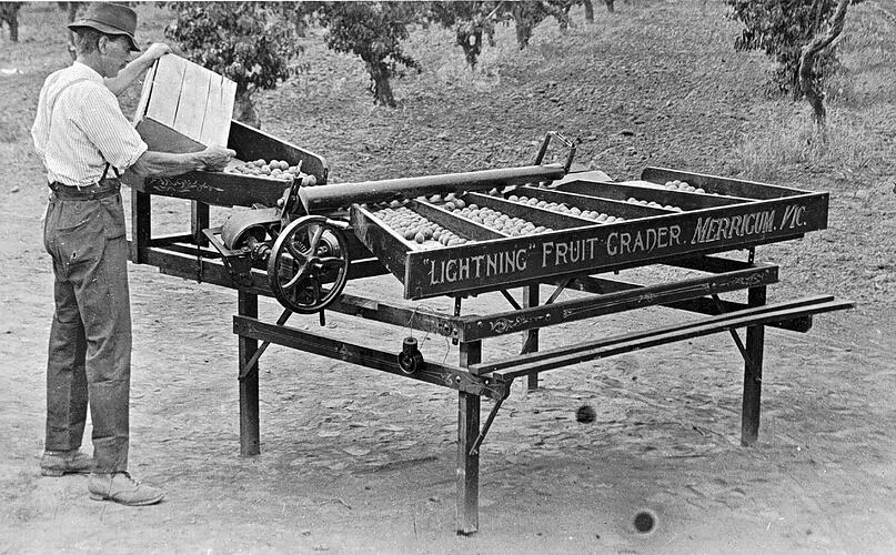 [The 'Lightning Fruit Grader' in action, Merrigum, near Shepparton, 1910s. This machine was invented by H.E. Pitts.]
