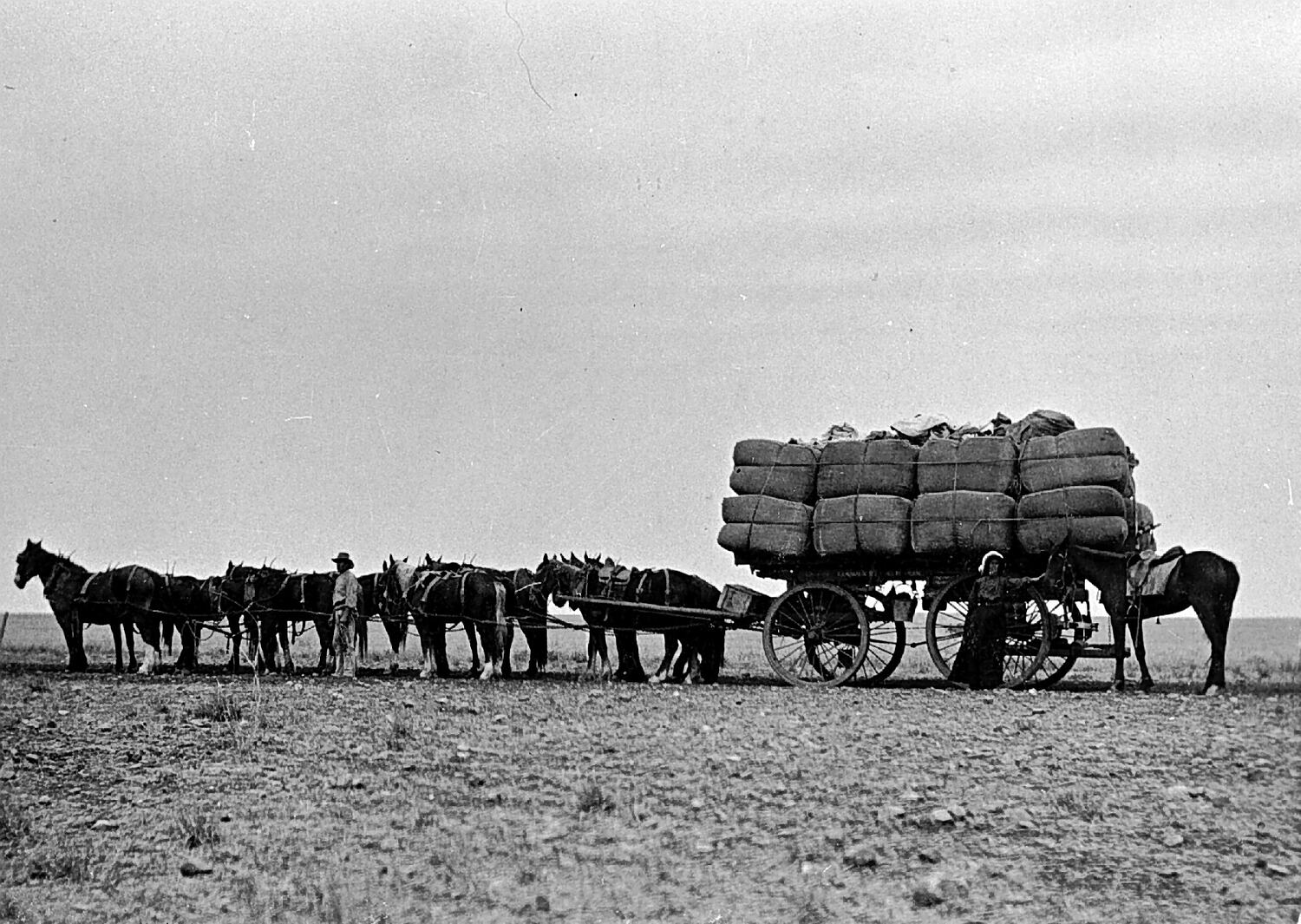 Negative - Horse Drawn Wagon Laden With Wool Bales on 'Portland Downs ...