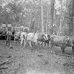 Negative - Albany District, Western Australia, circa 1900