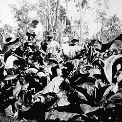 Negative - Tobacco Crop on 'Wyadra' Farm, Tarrawingee, Victoria, circa 1930