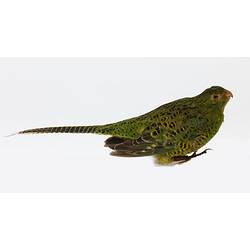 Mottled green parrot specimen mounted in seated pose.