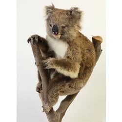 Koala specimen mounted on a branch with its paw reaching out.