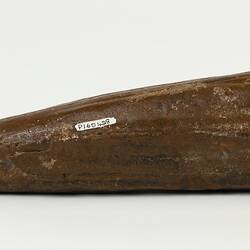 Long, taperered brown fossil whale snout.