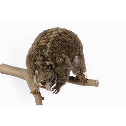 Possum specimen mounted in hunched pose on a branch.