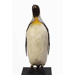 Mounted penguin specimen with white belly and yellow neck feathers.