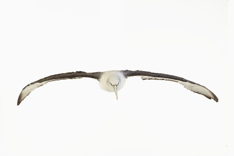 White and grey bird specimen mounted with wings outstretched.