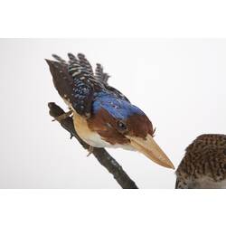 Blue, brown and cream kingfisher specimen mounted on branch.
