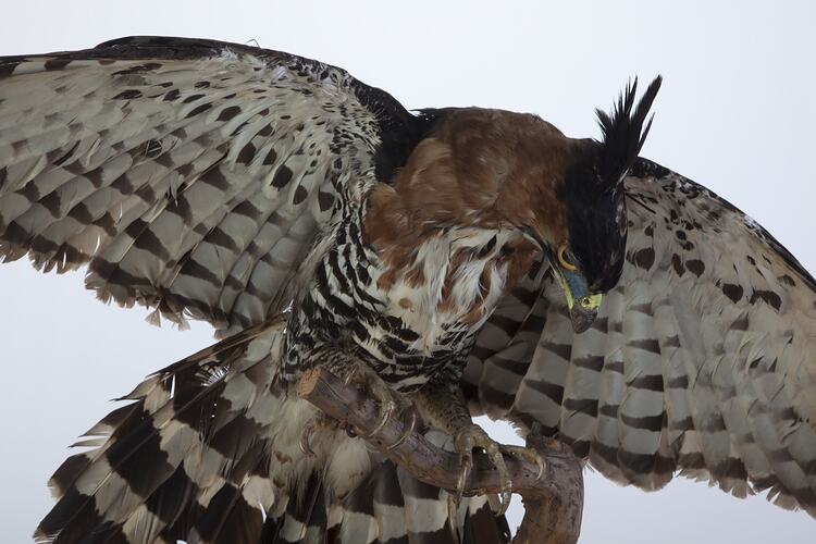 Ornate Hawk-eagle mounted with wings spread and tail fanned open.