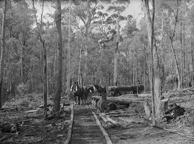 Outdoor bush scene with horse pulling logs along bush track.