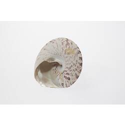 <em>Rochia nilotica</em>, Top shell. [F 76151]