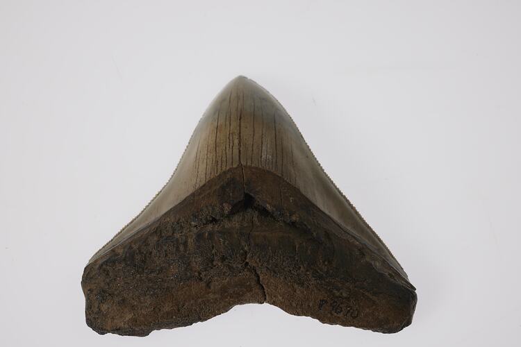 Triangular fossil shark tooth.