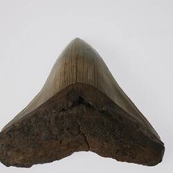 Triangular fossil shark tooth.