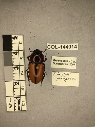 Shiny metallic brown beetle specimen with large mandibles, pinned next to text labels.