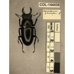 Dorsal view of pinned beetle specimen with labels.