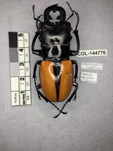 Shiny brown beetle specimen with large mandibles, pinned next to text labels.