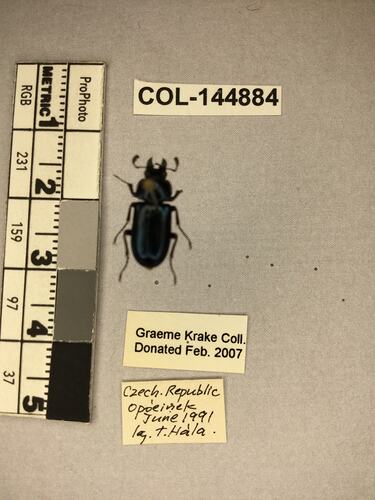 Dorsal view of pinned beetle specimen with labels.
