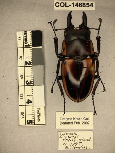 Shiny brown beetle specimen with large mandibles, pinned next to text labels.