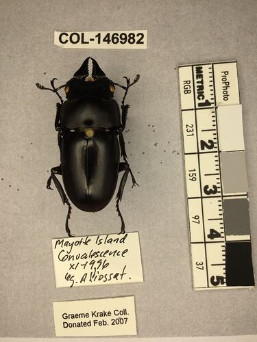 Shiny brown beetle specimen with large mandibles, pinned next to text labels.