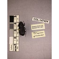 Dorsal view of pinned beetle specimen with labels.