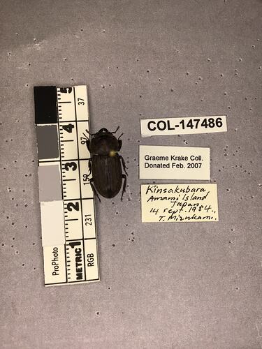 Shiny brown beetle specimen with large mandibles, pinned next to text labels.