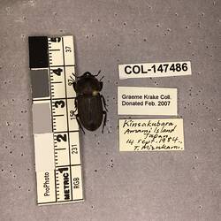 Shiny brown beetle specimen with large mandibles, pinned next to text labels.