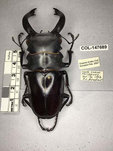 Dorsal view of pinned beetle specimen with labels.