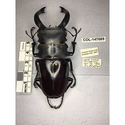 Dorsal view of pinned beetle specimen with labels.