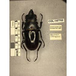 Dorsal view of pinned beetle specimen with labels.