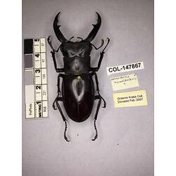 Dorsal view of pinned beetle specimen with labels.