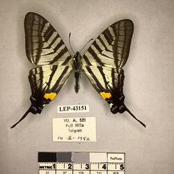 Pinned butterfly specimen beside label.