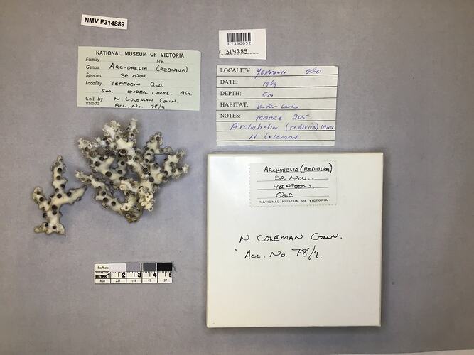 Dry stony coral specimen beside labels.
