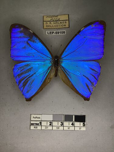 Pinned butterfly specimen beside label.