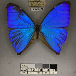 Pinned butterfly specimen beside label.