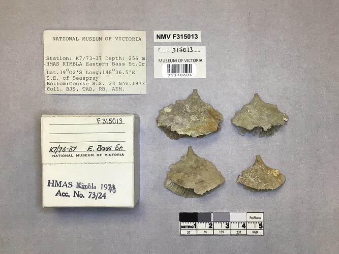 Dry stony coral specimens beside labels.