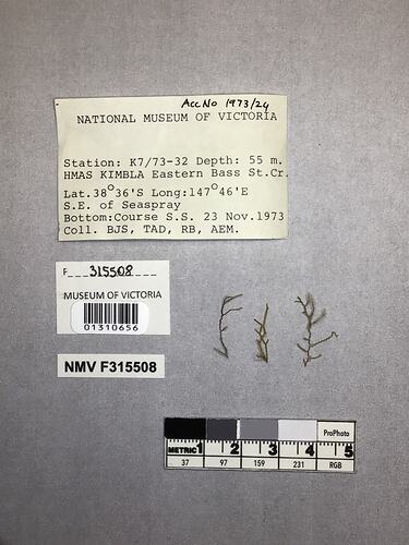 Dry stony coral specimens beside labels.