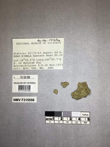 Dry stony coral specimens beside labels.