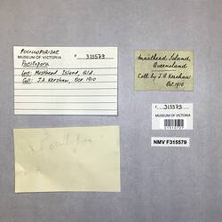 Dry stony coral specimen beside labels.