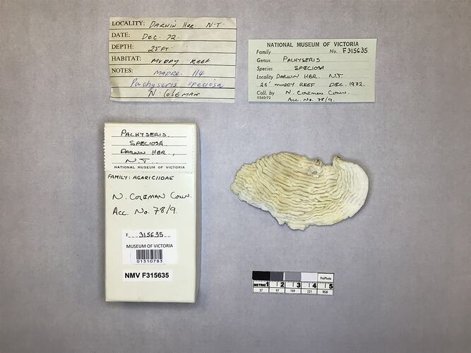 Dry coral specimen beside labels.