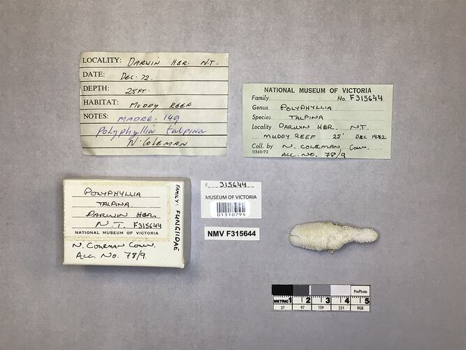 Dry coral specimen beside labels.