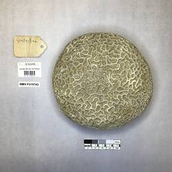 Dry stony coral specimen beside labels.