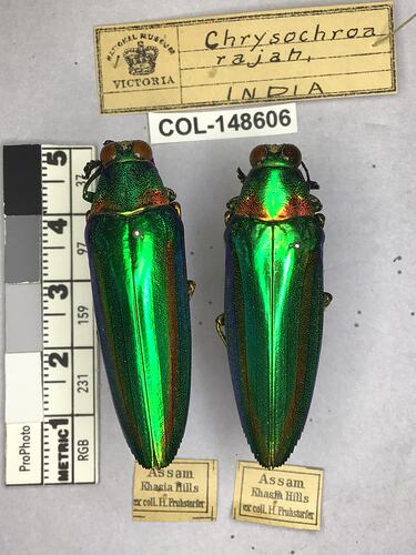 Dorsal view of pinned beetle specimens with labels.