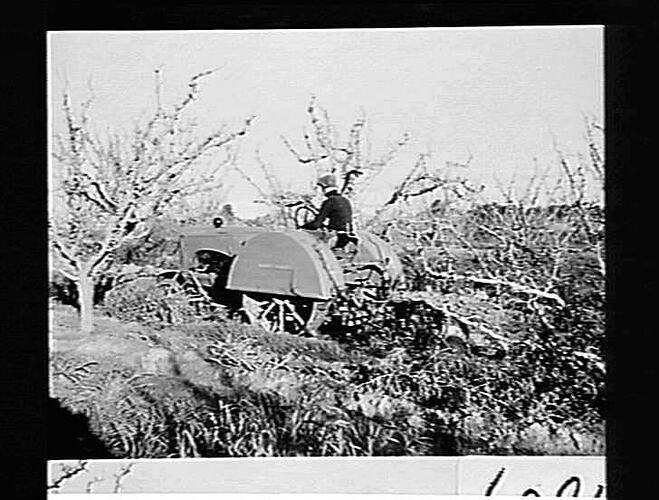 3-FUR M/B SUNHANDLIFT AT WORK ON MR. ZERBIC'S ORCHARD, DONCASTER. JUNE 1943
