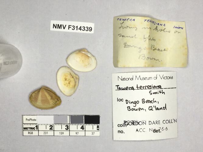 Dry Venus Clam shells beside labels.
