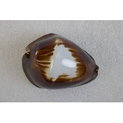 <em>Zoila rosselli</em>, cowry. [F 74105]