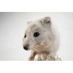 <em>Vulpes lagopus</em>, Arctic Fox. [C 29945]