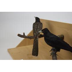 Two bird taxidemy mounts, one brown and freckled at rear, one black in front.