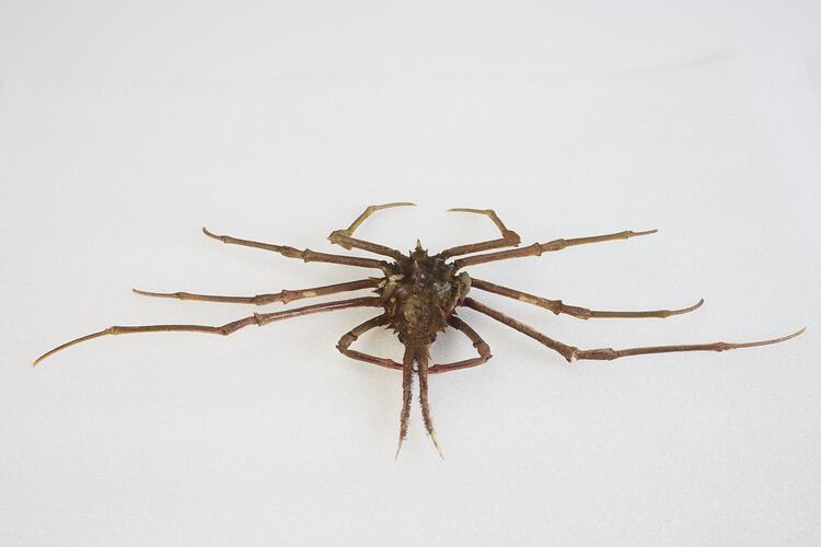 <em>Hyastenus diacanthus</em>, crab. [J 44705]