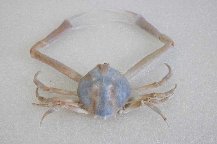 <em>Bellidilia undecimspinosa</em>, Large Pebble Crab. [J 9314]
