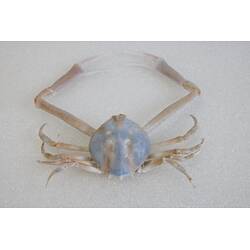 Our Wondrous Planet, Our Wild Family: Dry Specimen - Large Pebble Crab, <em>Bellidilia undecimspinosa</em> (Kinahan, 1856)