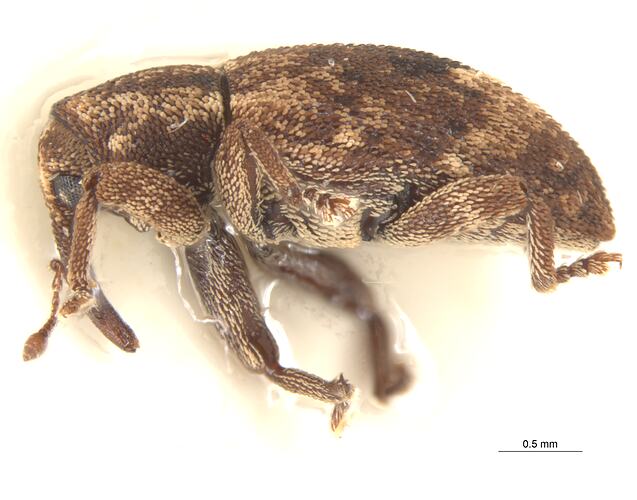 Side view of pinned weevil specimen.